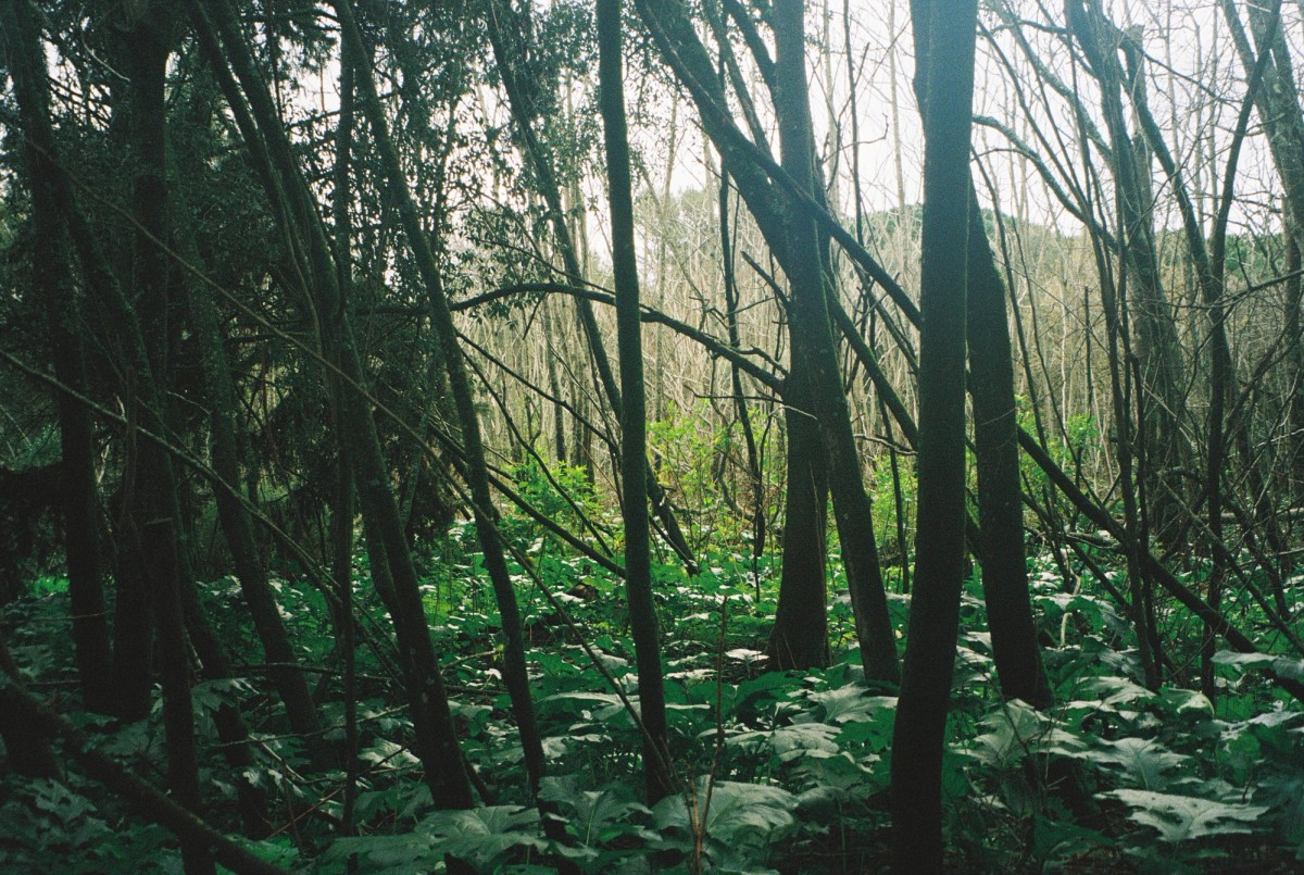 Analog