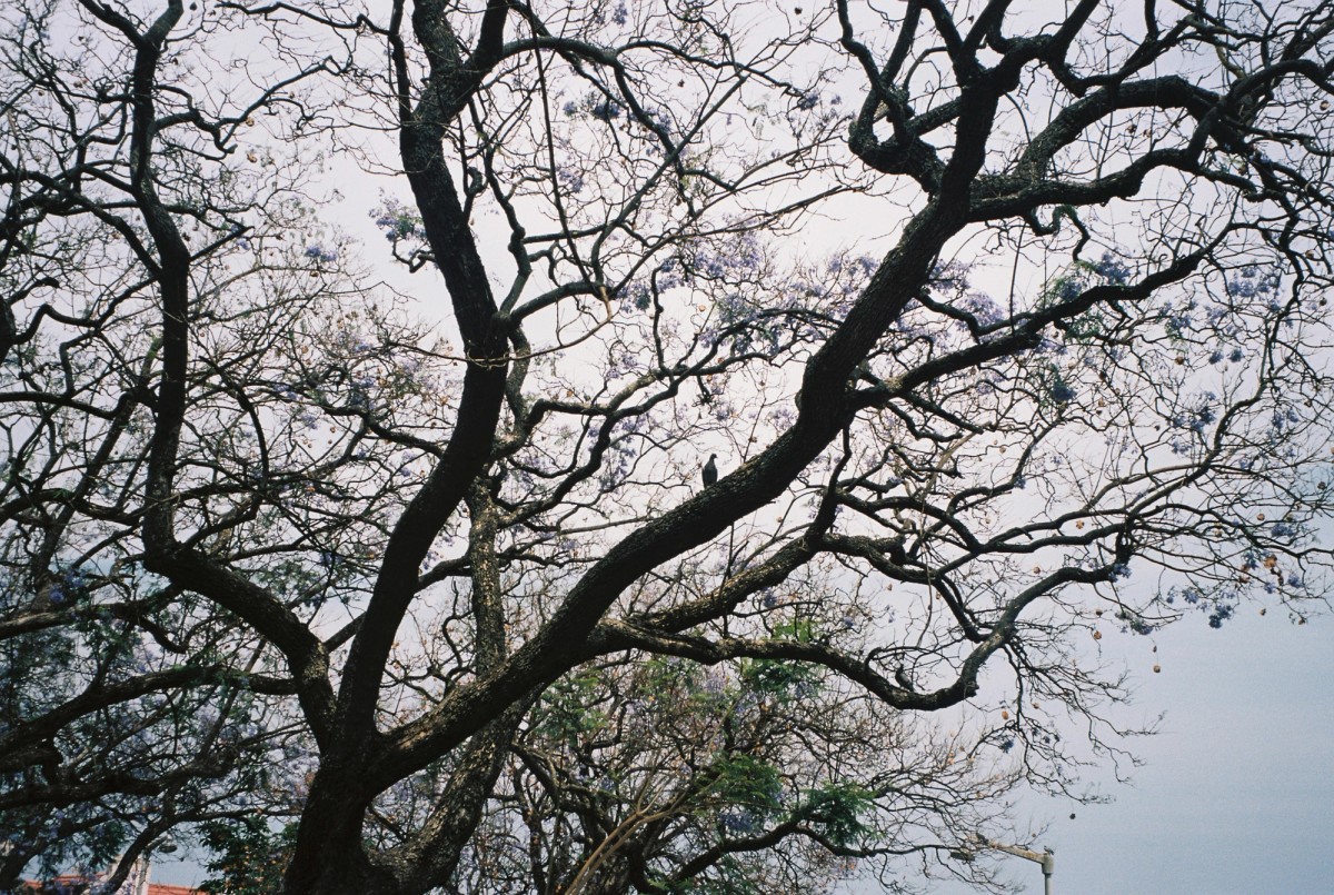 Analog