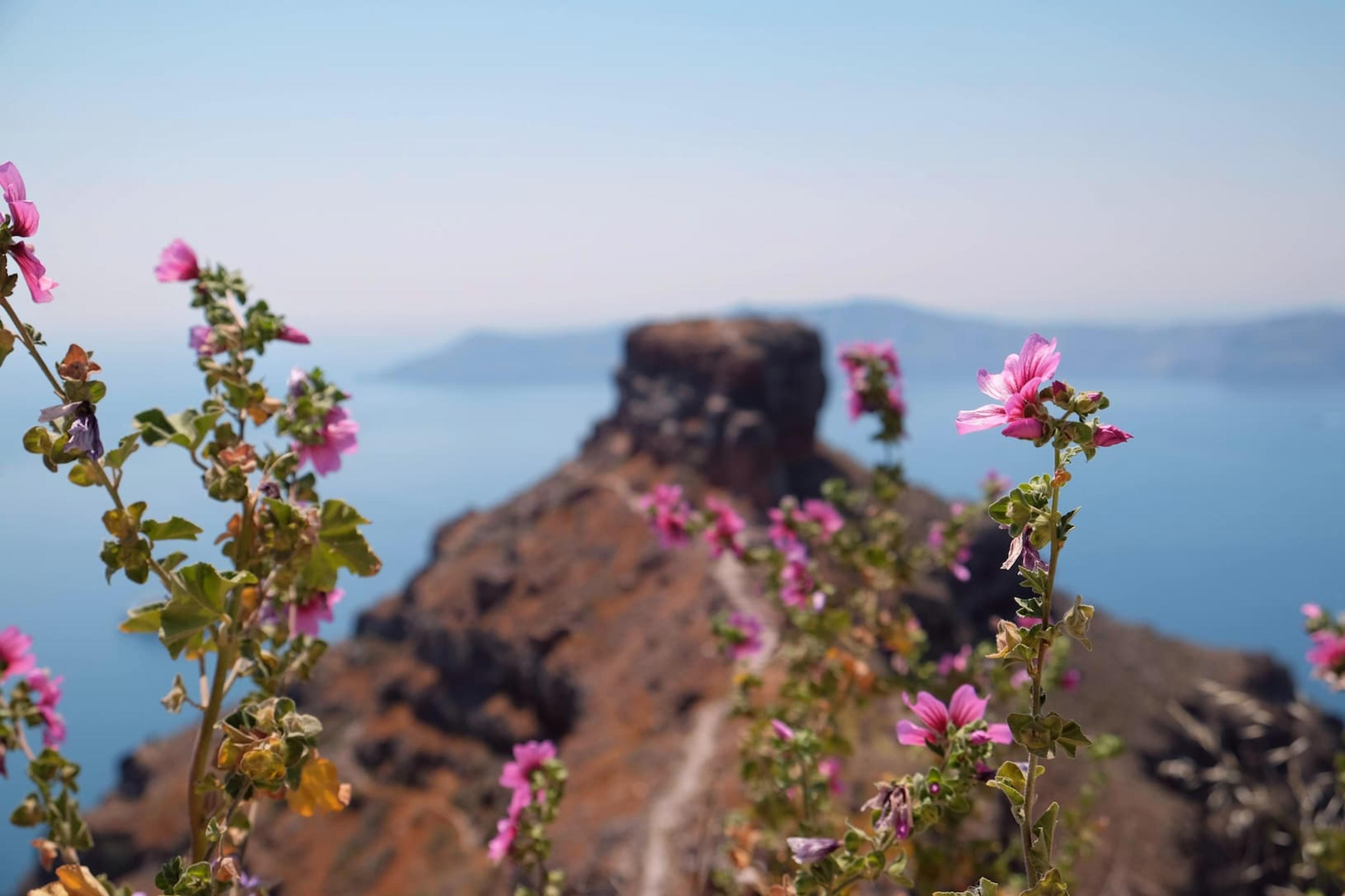 Skaros Rock foreground of pink flowers