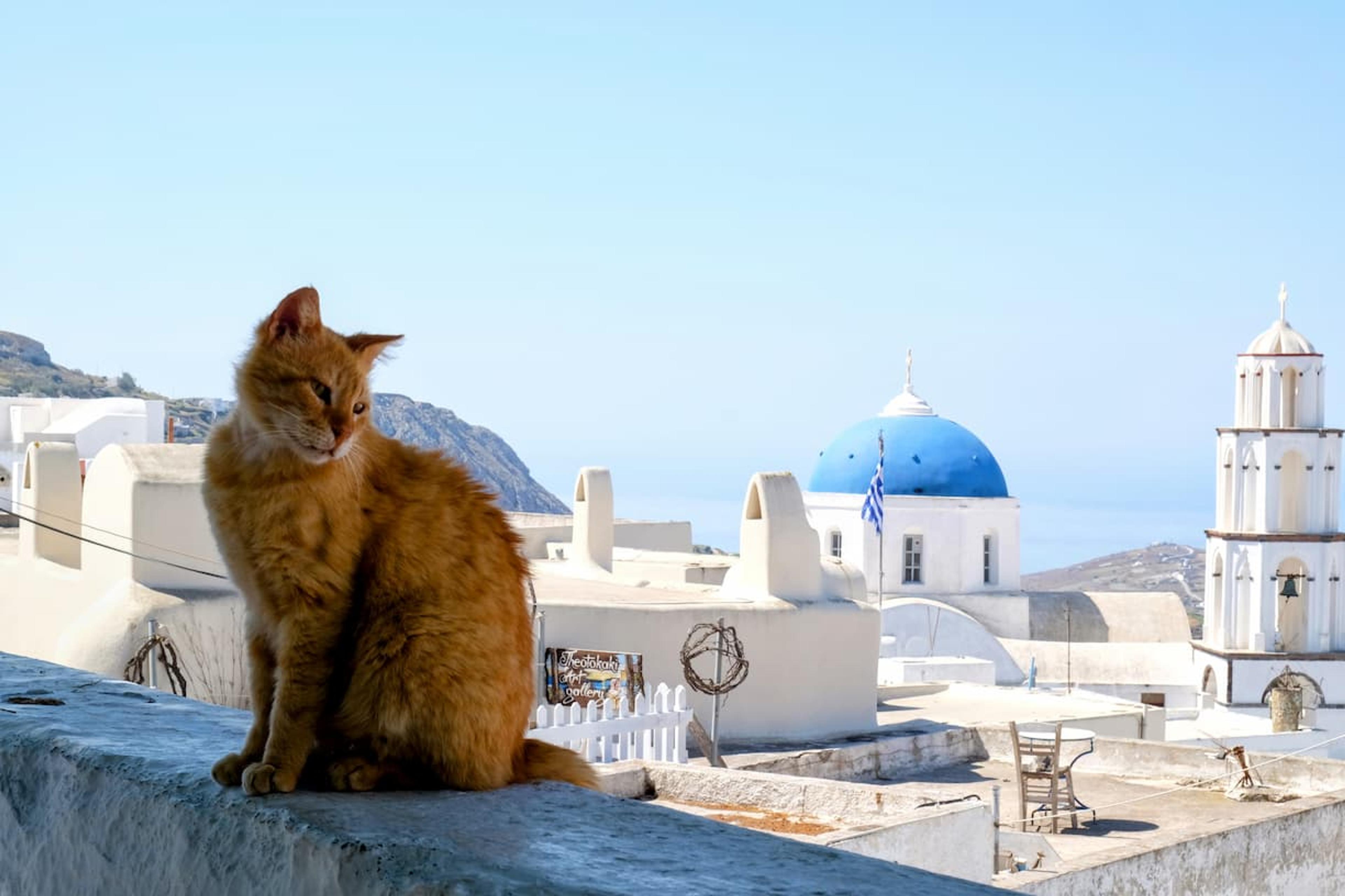 A cat surveying Pyrgos