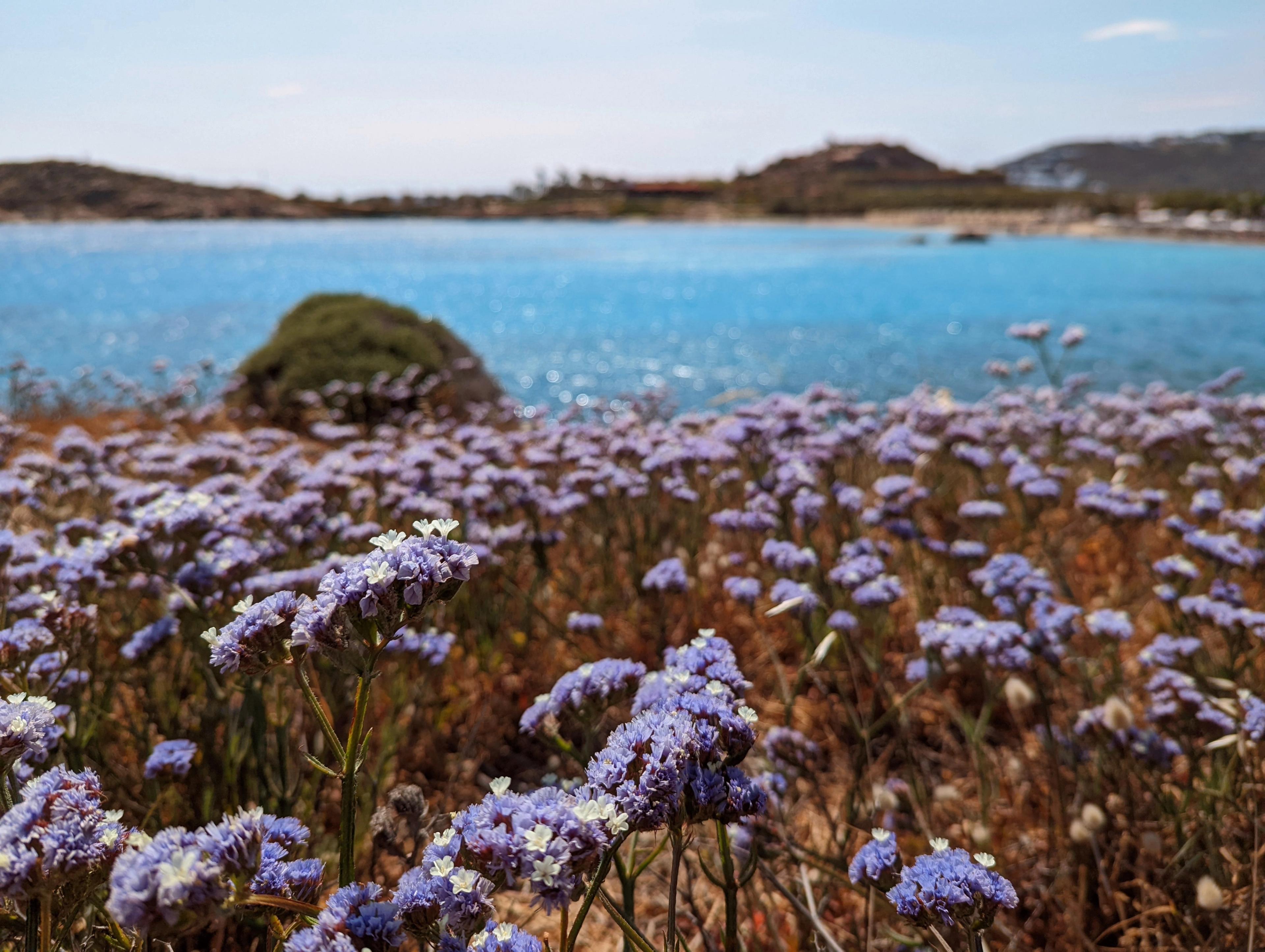 spring flowers overlooking beach