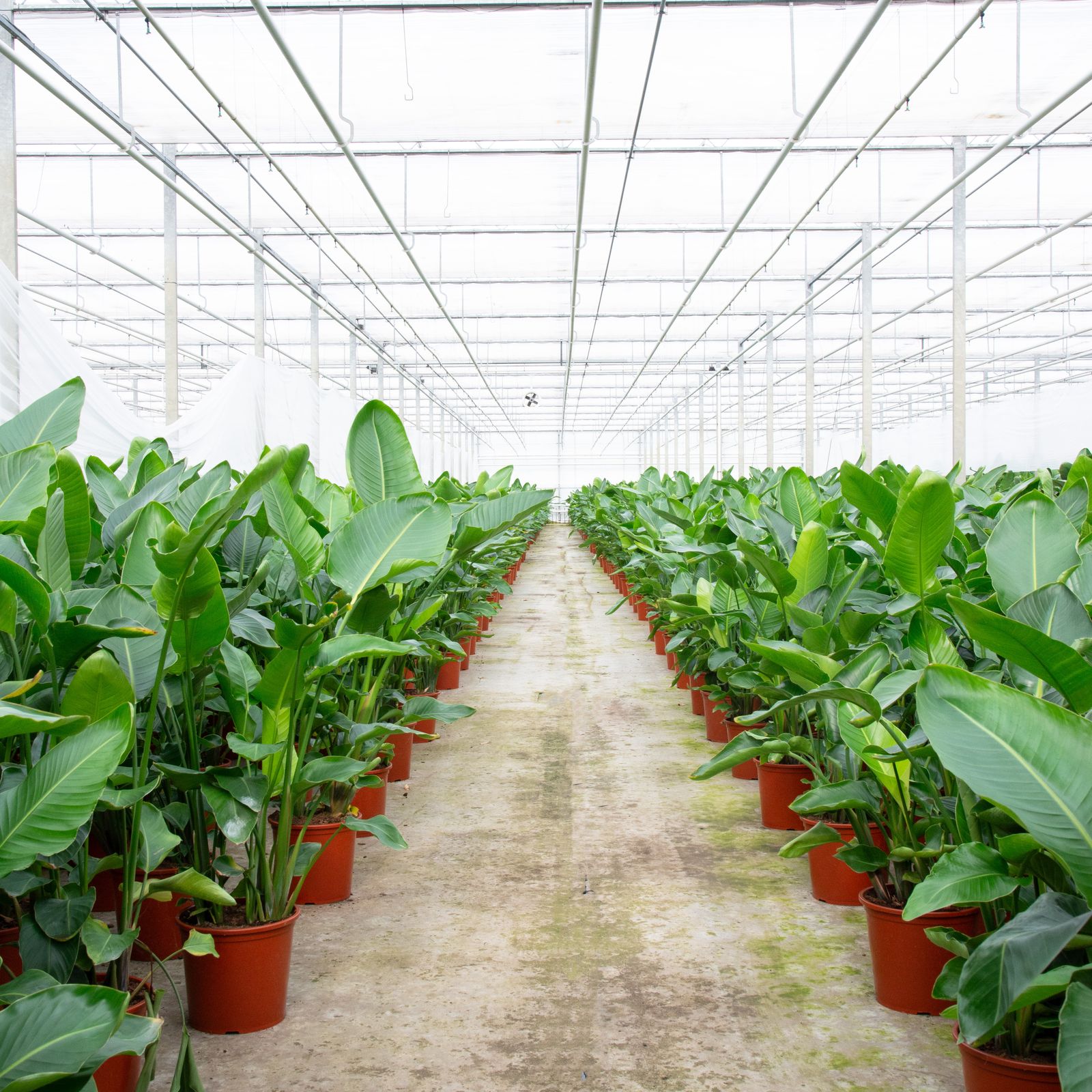 Modern industrial greenhouse facility