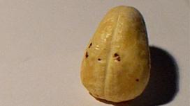 Đốm đen trên hạt điều là gì?