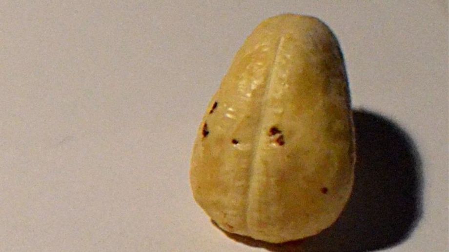 Đốm đen trên hạt điều là gì?