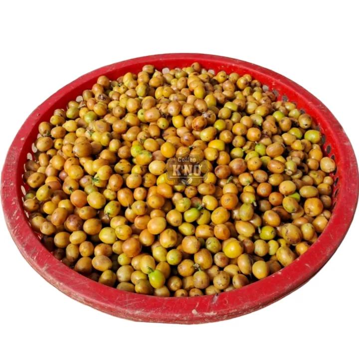 Cà phê cao cấp YELLOW BOURBON , nhân xanh/Green bean, sơ chế honey, từ quả cà phê chín 100%, cafe sạch Lâm Đồng, Coffee K'Nớ