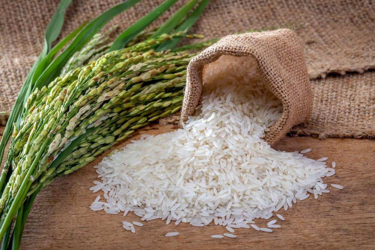 "Cuộc cách mạng" của gạo hạt dài Basmati tại Ấn Độ