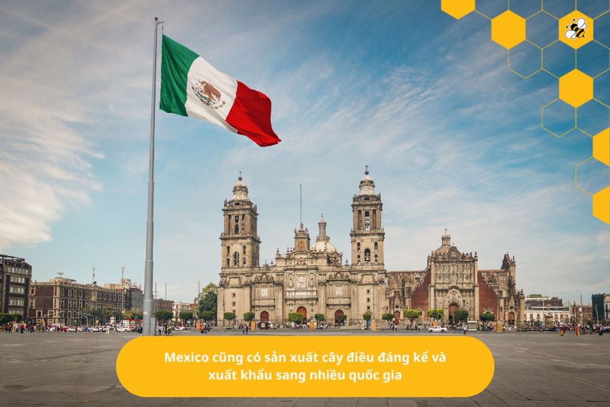 Mexico cũng có sản xuất cây điều đáng kể và xuất khẩu sang nhiều quốc gia