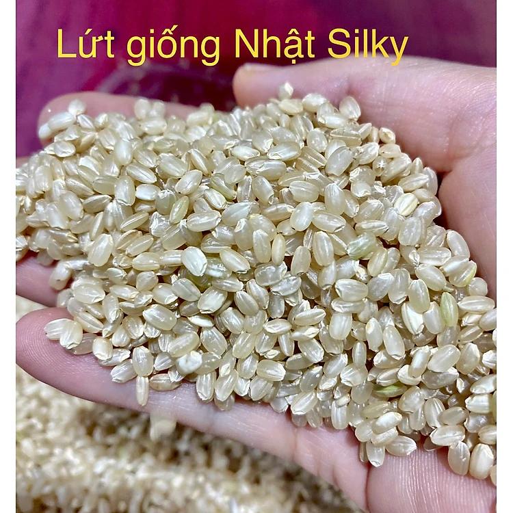 GẠO LỨT MỀM GIỐNG NHẬT MANPUKU MARU - LỨT SILKY