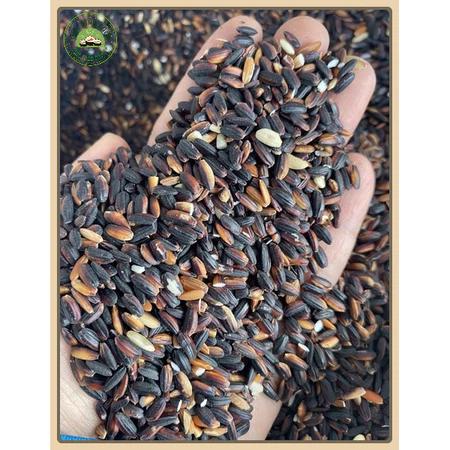 Gạo nếp cẩm nương điện biên-gạo nếp than-gạo lức- túi hút chân không tú 1kg