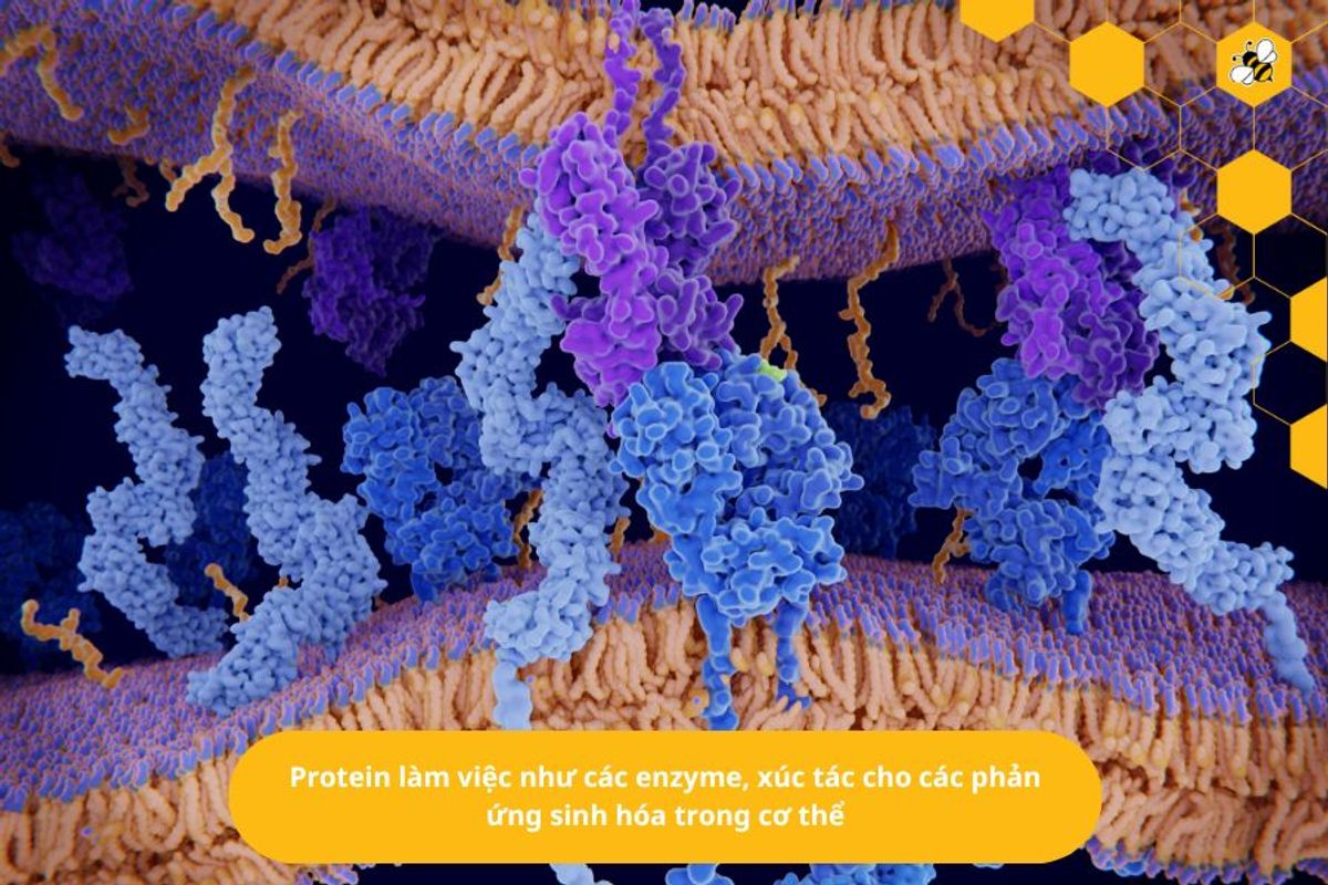 Protein làm việc như các enzyme, xúc tác cho các phản ứng sinh hóa trong cơ thể