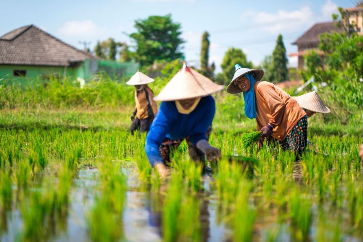 Cách nấu gạo mầm để giữ nguyên dinh dưỡng
