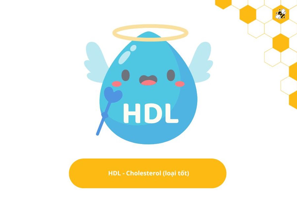 HDL - Cholesterol (loại tốt)