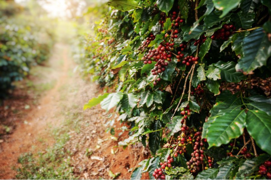 Hạt cà phê Arabica