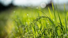 Gạo Sóc Trăng – Tinh Hoa Đồng Bằng Sông Cửu Long