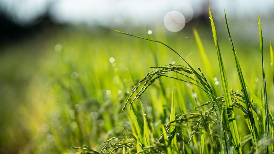 Gạo Sóc Trăng – Tinh Hoa Đồng Bằng Sông Cửu Long