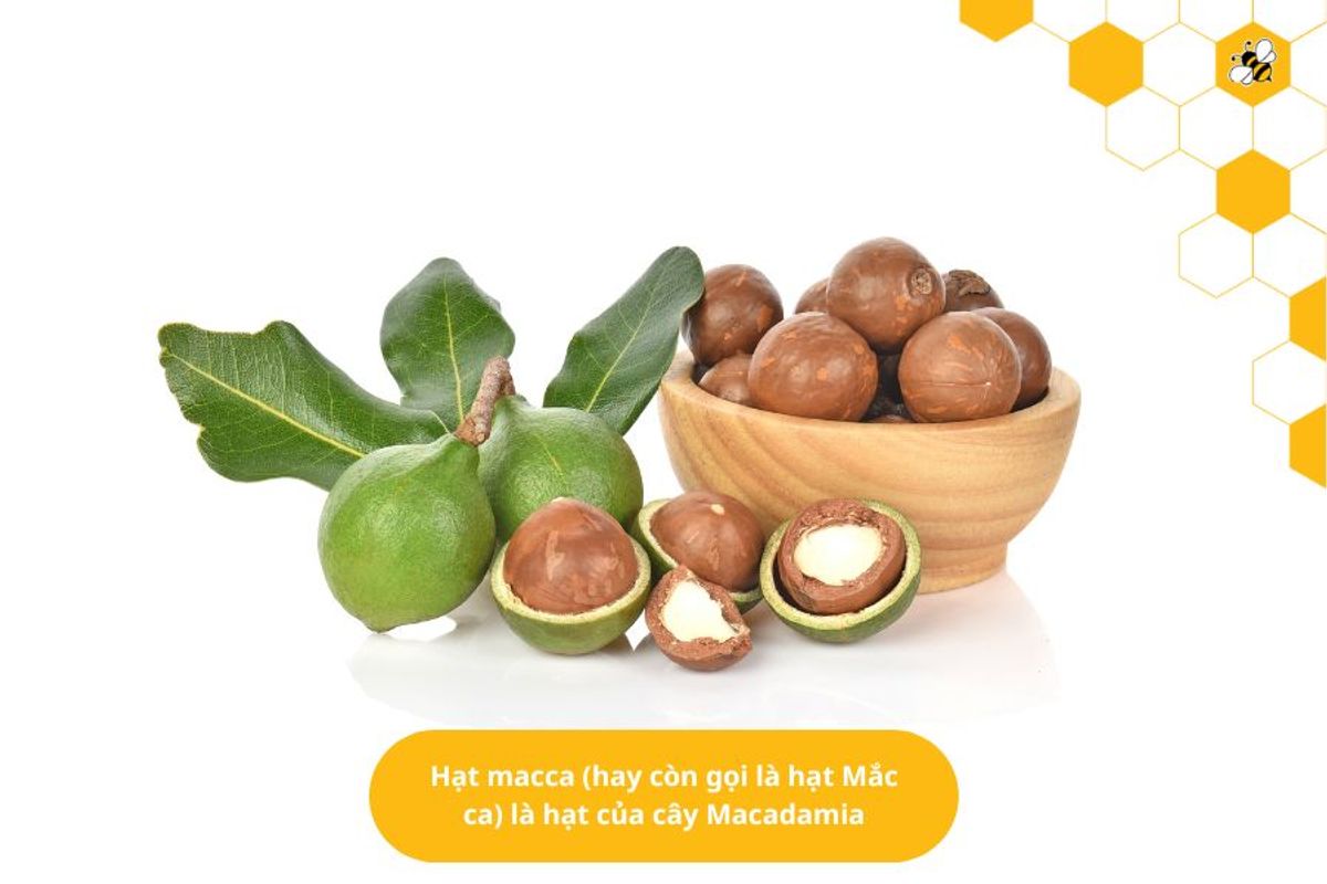 Hạt macca (hay còn gọi là hạt Mắc ca) là hạt của cây Macadamia