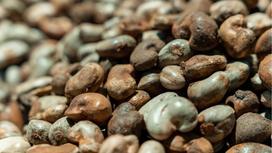 Điều là quả hay hạt?