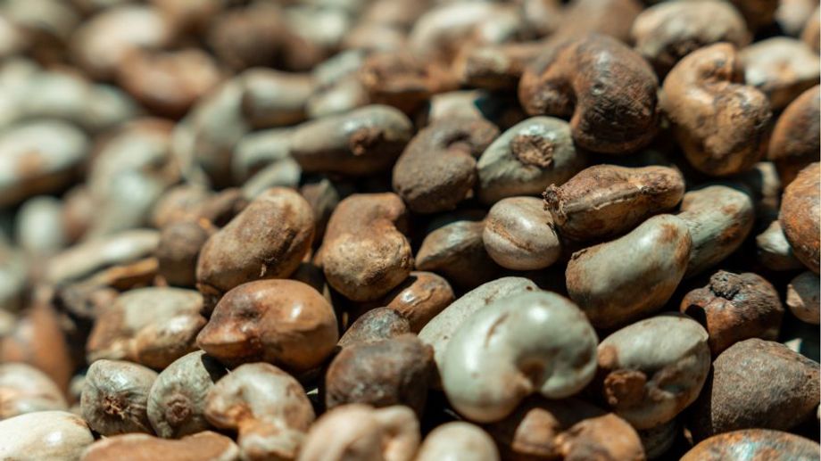 Điều là quả hay hạt?