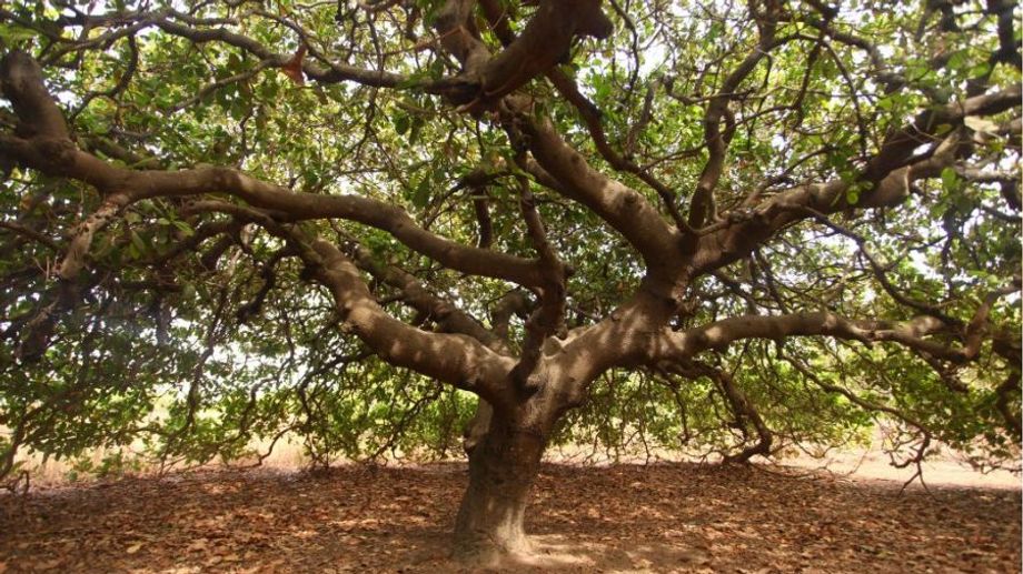 Những nơi trồng cây điều trên thế giới