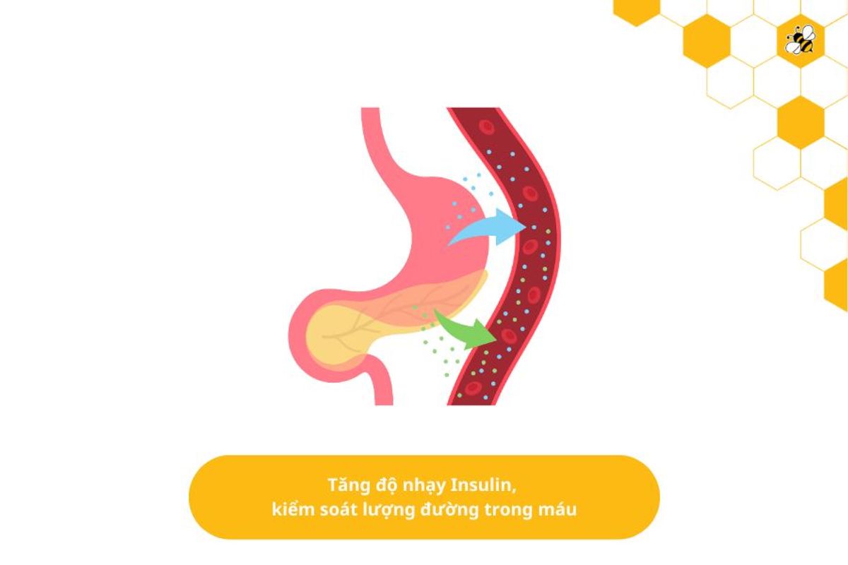 Tăng độ nhạy Insulin, kiểm soát lượng đường trong máu
