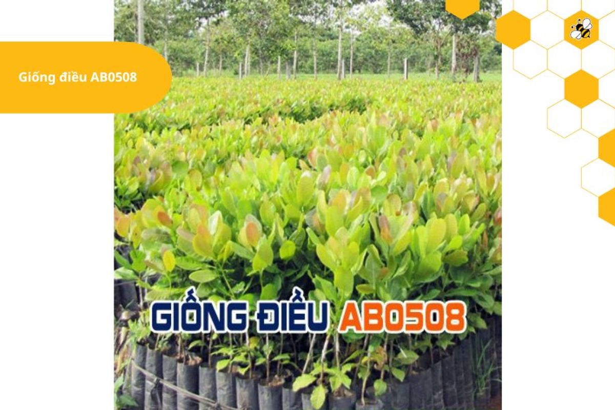 Giống điều AB0508