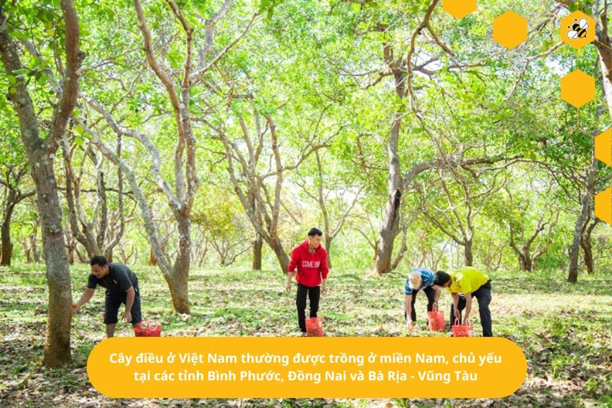 Cây điều ở Việt Nam thường được trồng ở miền Nam, chủ yếu tại các tỉnh Bình Phước, Đồng Nai và Bà Rịa - Vũng Tàu