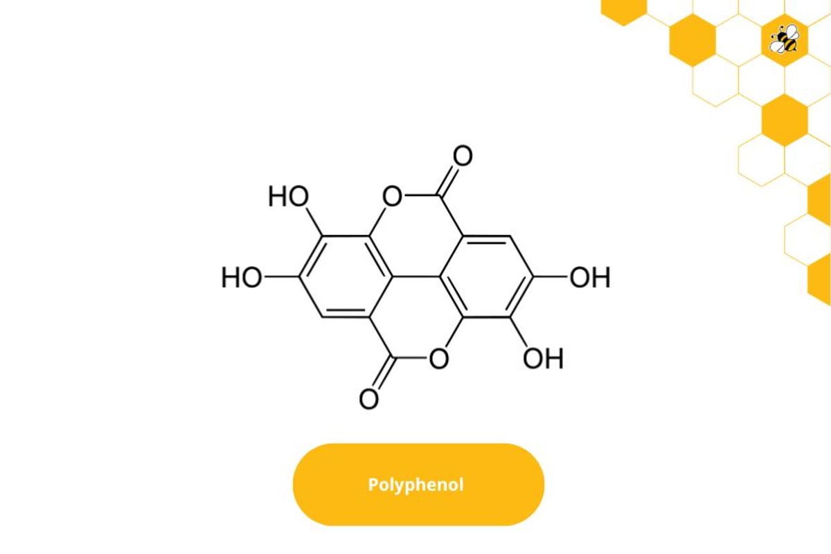 Polyphenol