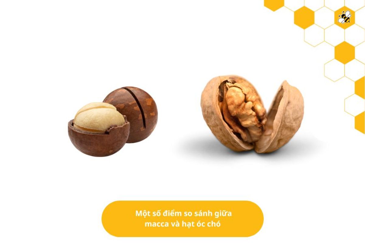 Một số điểm so sánh giữa macca và hạt óc chó