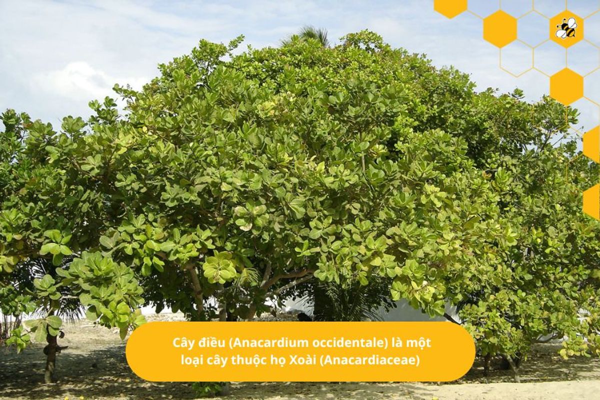 Cây điều (Anacardium occidentale) là một loại cây thuộc họ Xoài (Anacardiaceae)