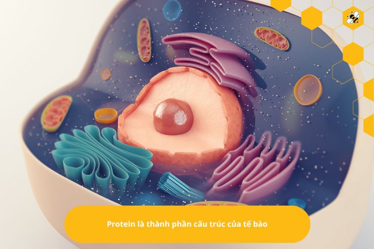 Protein là thành phần cấu trúc của tế bào