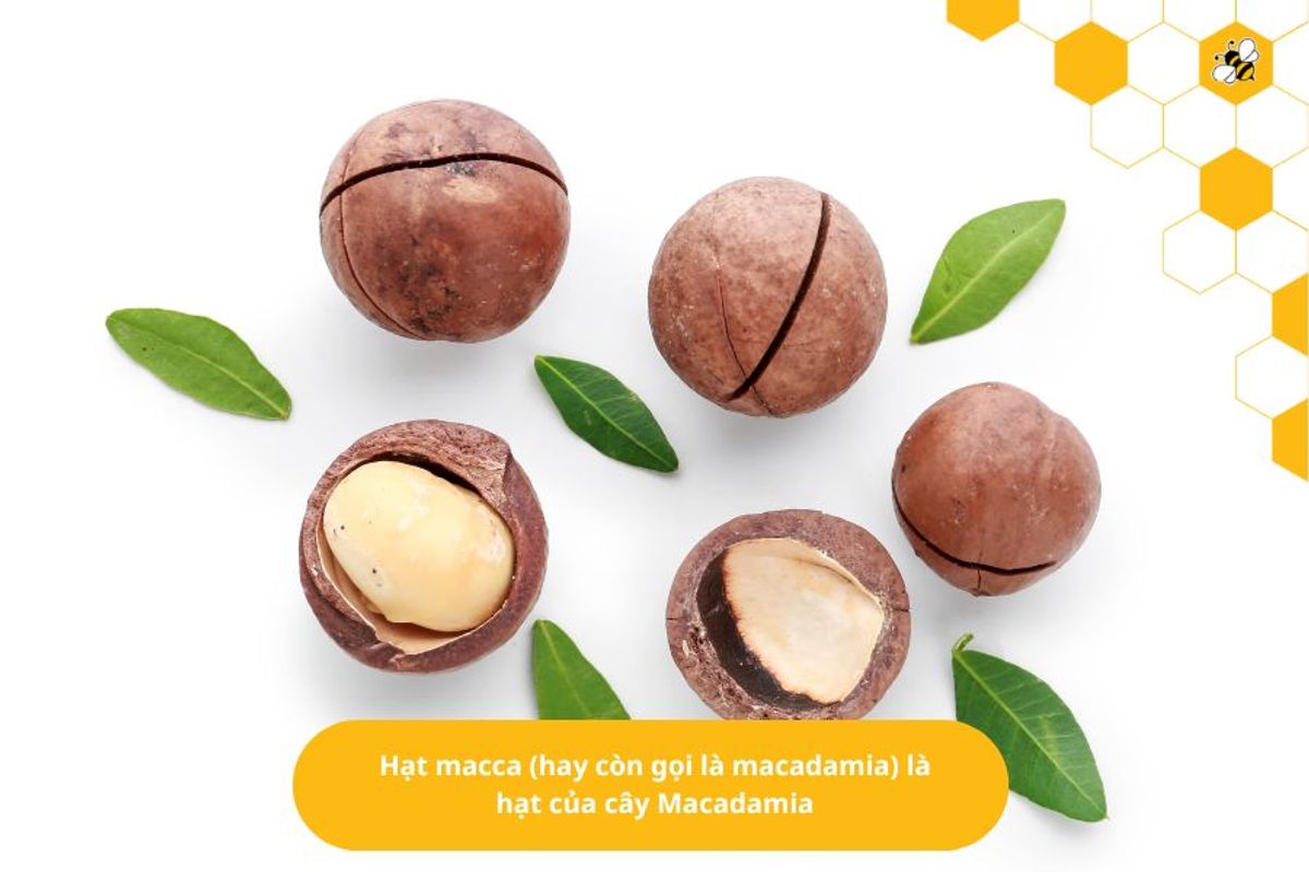 Hạt macca (hay còn gọi là macadamia) là hạt của cây Macadamia