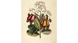 Lịch sử trồng cây điều trên thế giới nói chung & Việt Nam nói riêng