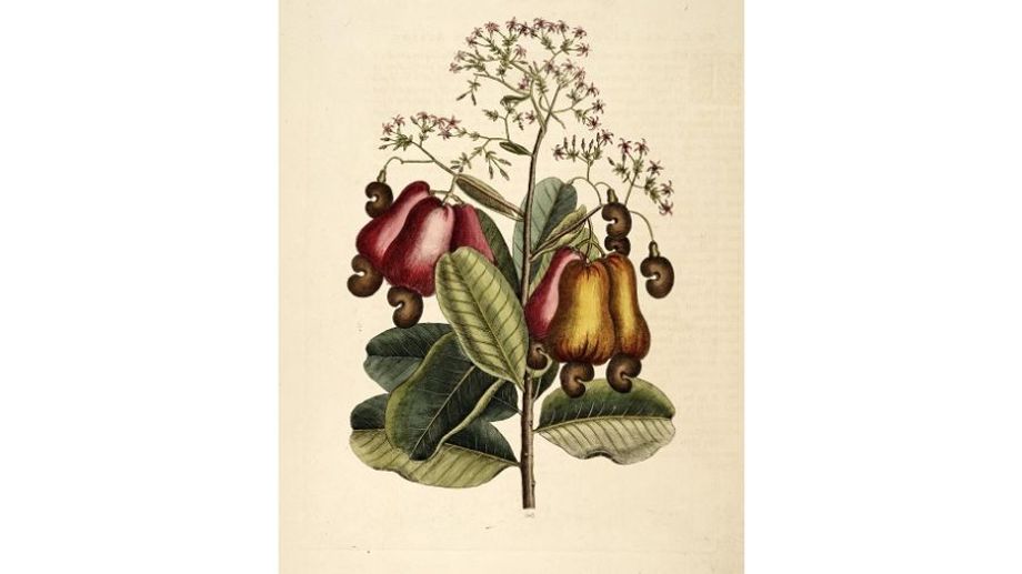 Lịch sử trồng cây điều trên thế giới nói chung & Việt Nam nói riêng