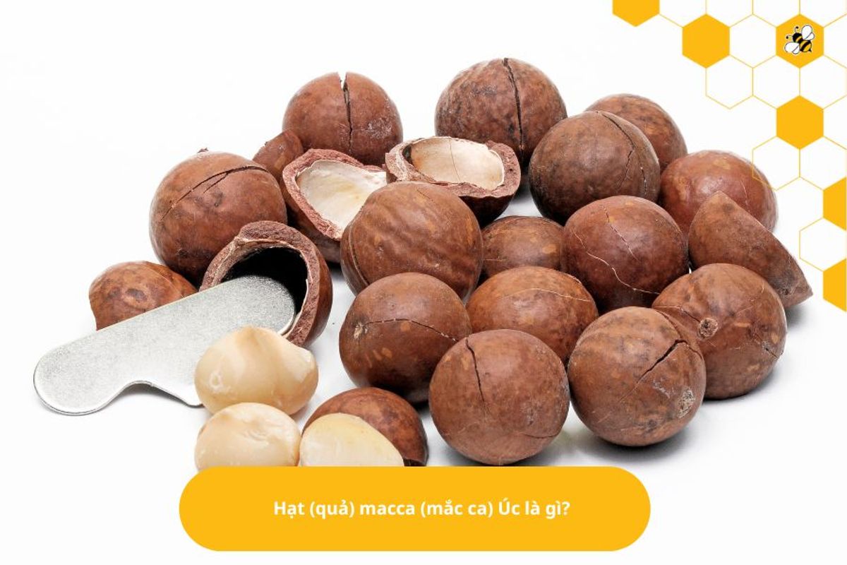 Hạt (quả) macca (mắc ca) Úc là gì?