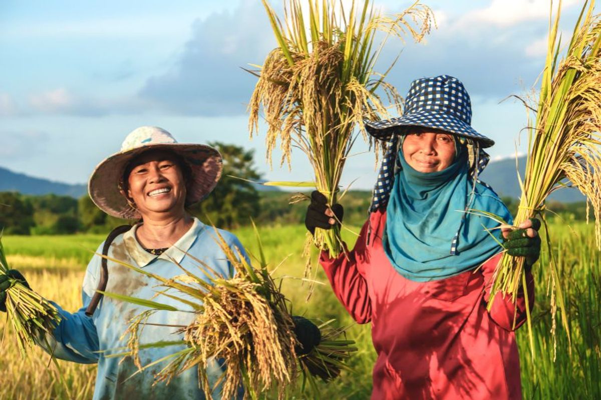 Cách Chế Biến Gạo Tài Nguyên Ngon Nhất