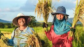 Gạo Tài Nguyên: Sự Lựa Chọn Hàng Đầu Cho Bữa Cơm Ngon và Bổ Dưỡng