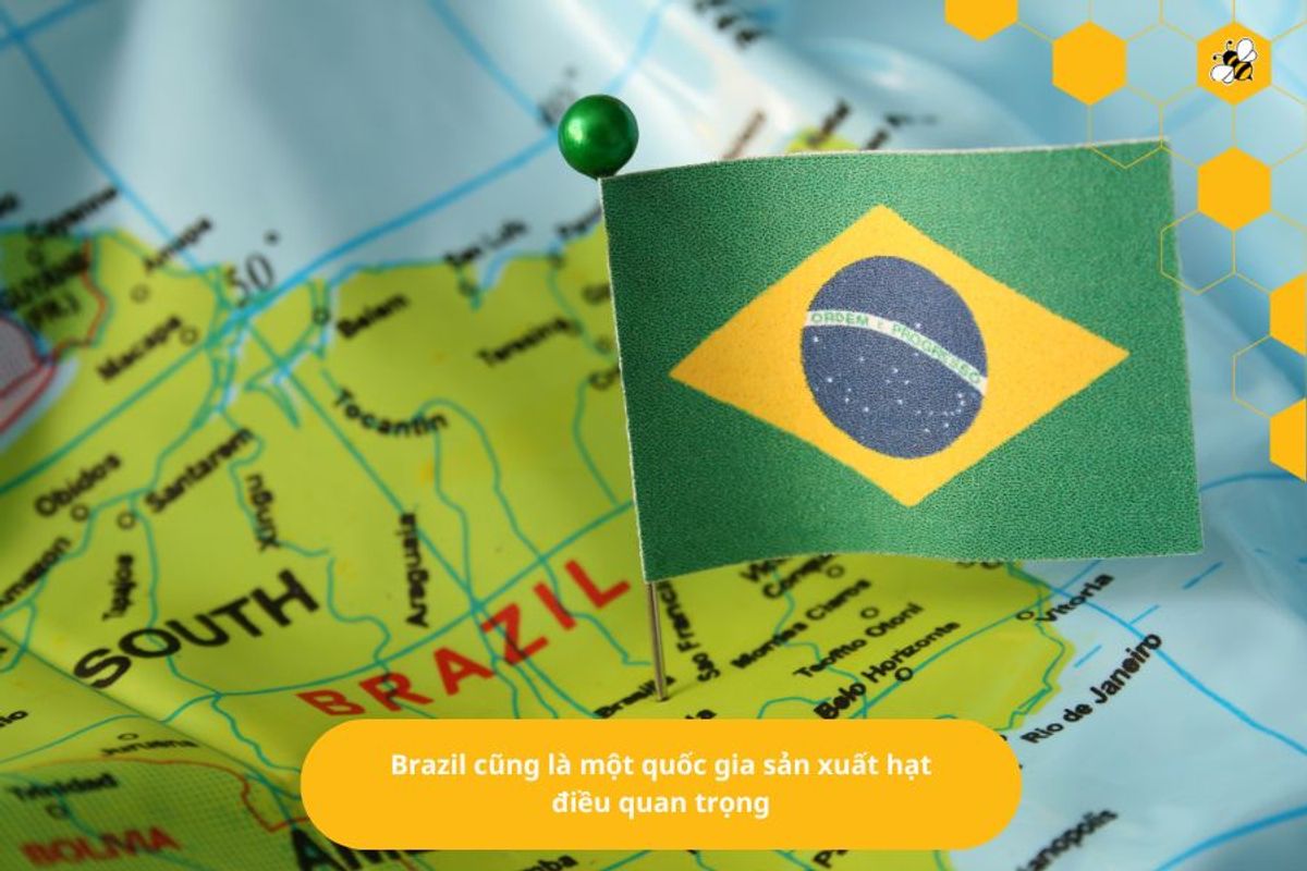 Brazil cũng là một quốc gia sản xuất hạt điều quan trọng