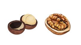 Hạt macca và hạt óc chó - Loại hạt dinh dưỡng nào tốt hơn?