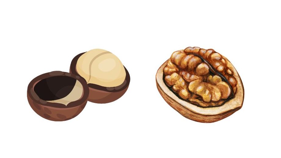 Hạt macca và hạt óc chó - Loại hạt dinh dưỡng nào tốt hơn?