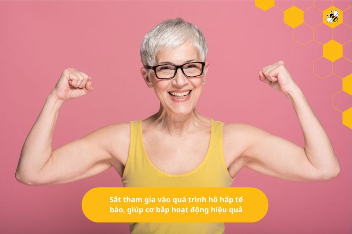 Sắt tham gia vào quá trình hô hấp tế bào, giúp cơ bắp hoạt động hiệu quả