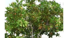 Miêu tả tổng quát về cây điều