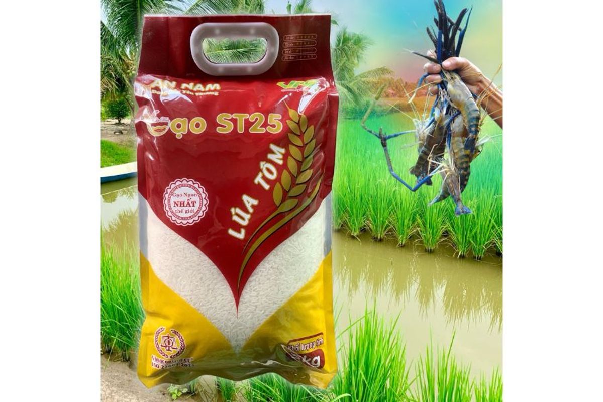 Vì sao nên chọn gạo lúa tôm?