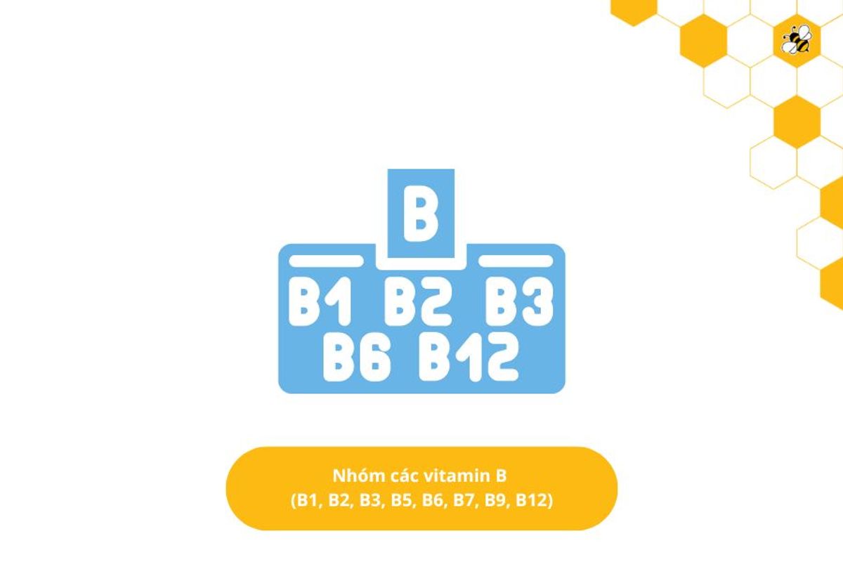 Nhóm các vitamin B (B1, B2, B3, B5, B6, B7, B9, B12)