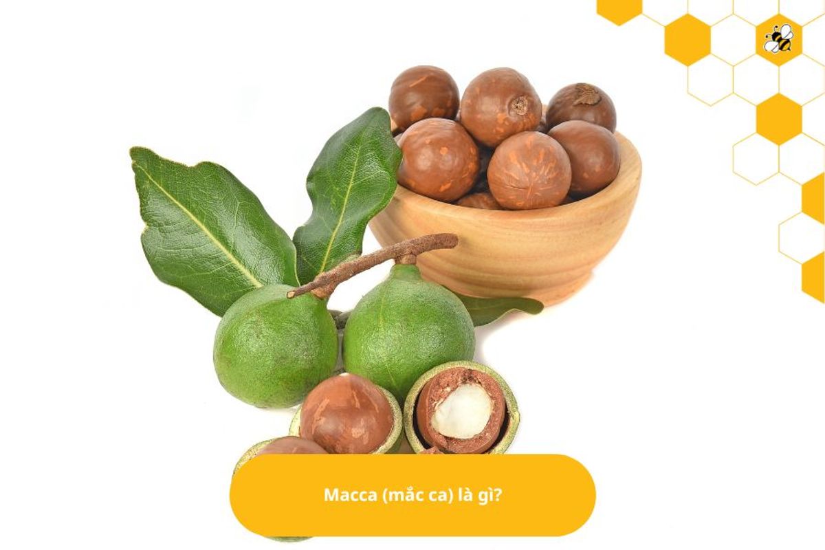 Macca (mắc ca) là gì?