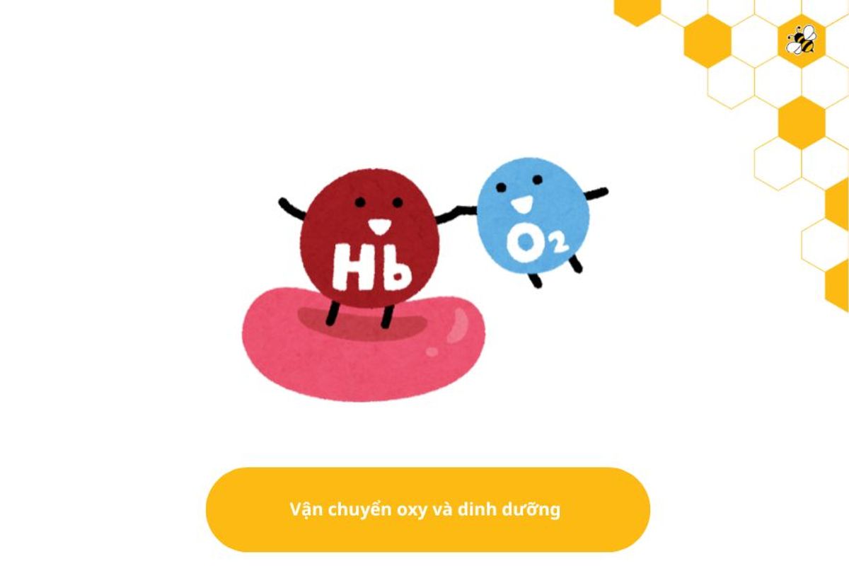 Vận chuyển oxy và dinh dưỡng