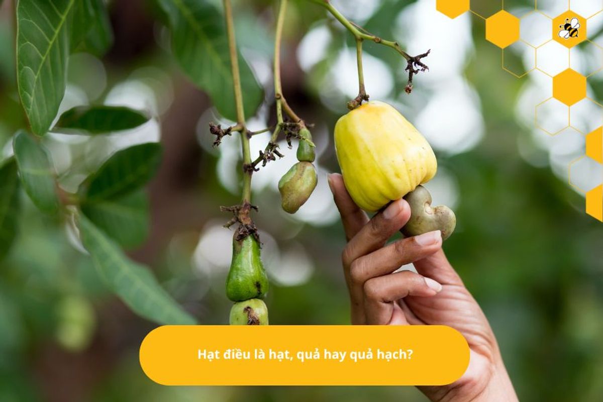 Hạt điều là hạt, quả hay quả hạch?