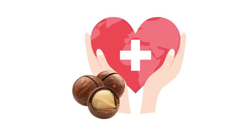 Tác dụng (công dụng) (lợi ích) của hạt (quả) macca (mắc ca)