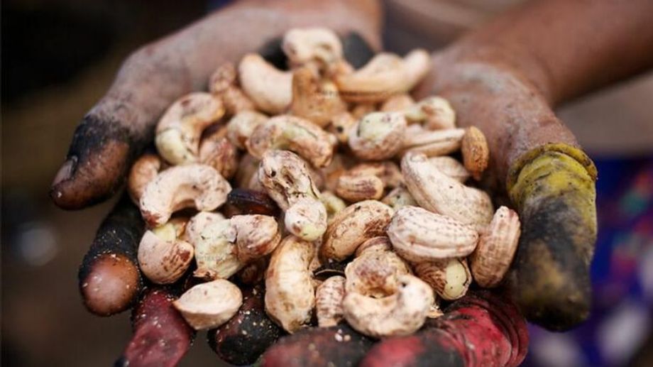 Ngành công nghiệp sản xuất hạt điều tại Ấn Độ