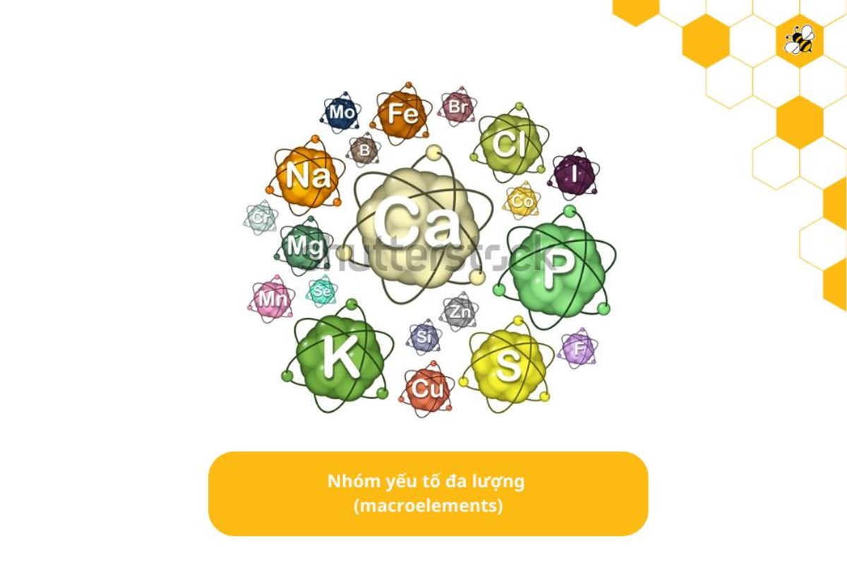 Nhóm yếu tố đa lượng (macroelements)