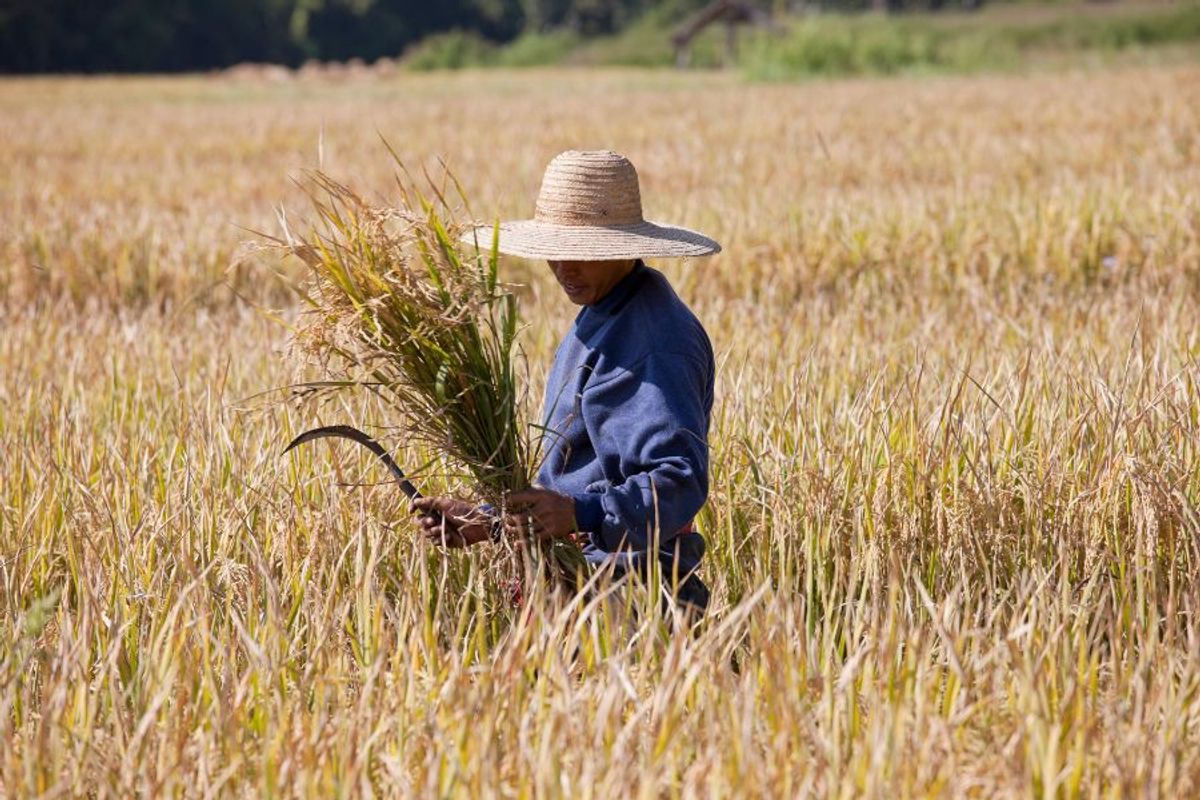 Thu hoạch và chế biến